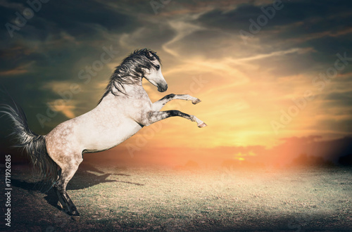 Fototapeta Naklejka Na Ścianę i Meble -  Beautiful gray horse stallion rises from the ground on its two front legs first at sunset sky background
