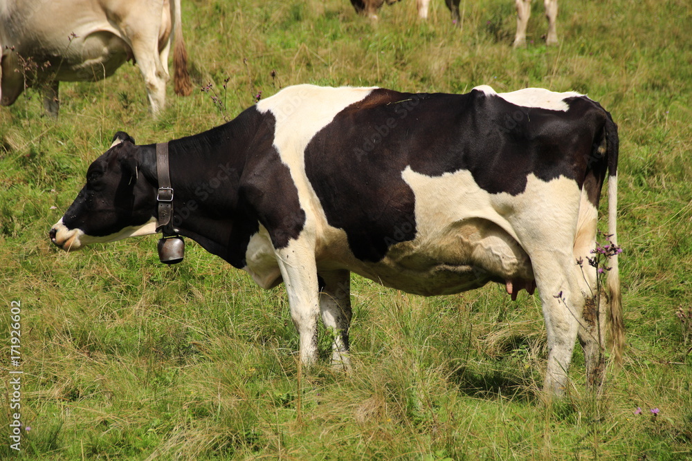 Eine Kuh auf einer Weide im Tannheimer Tal  in Österreich
