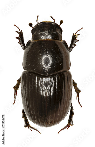 Canvas Print Dung Beetle Aphodius on white Background  -  Aphodius (Teuchestes) fossor (Linn