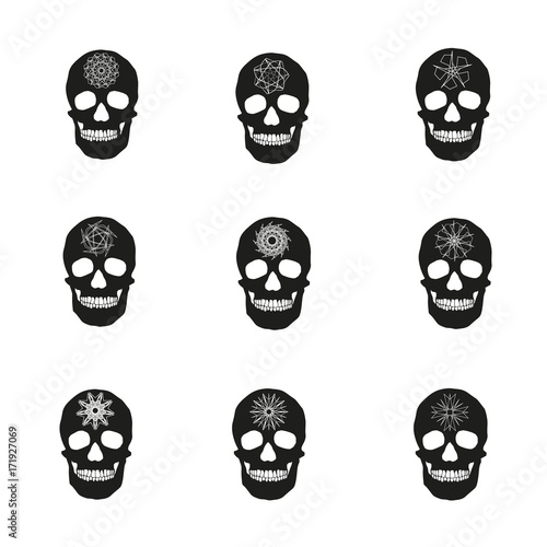 human remains of the skull bones