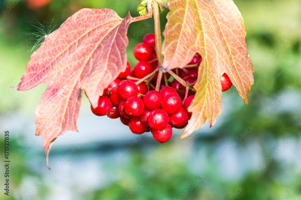Ripe viburnum berries with leaves in the garden. Ukrainian kalina. Ripe viburnum berries with leaves in the garden. Ukrainian kalina.