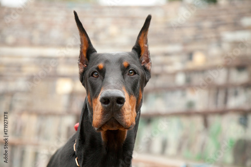 Fototapeta Naklejka Na Ścianę i Meble -  beautiful strong black dog doberman