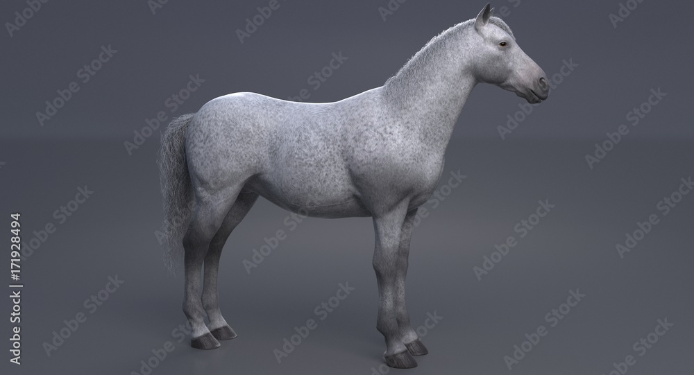 Obraz premium White Horse (3D)