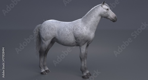 White Horse  3D 