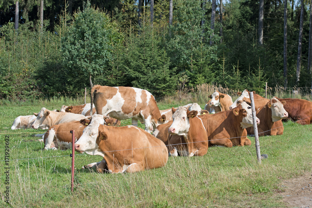 Kühe, Rinder, Cows, Mittagsruhe