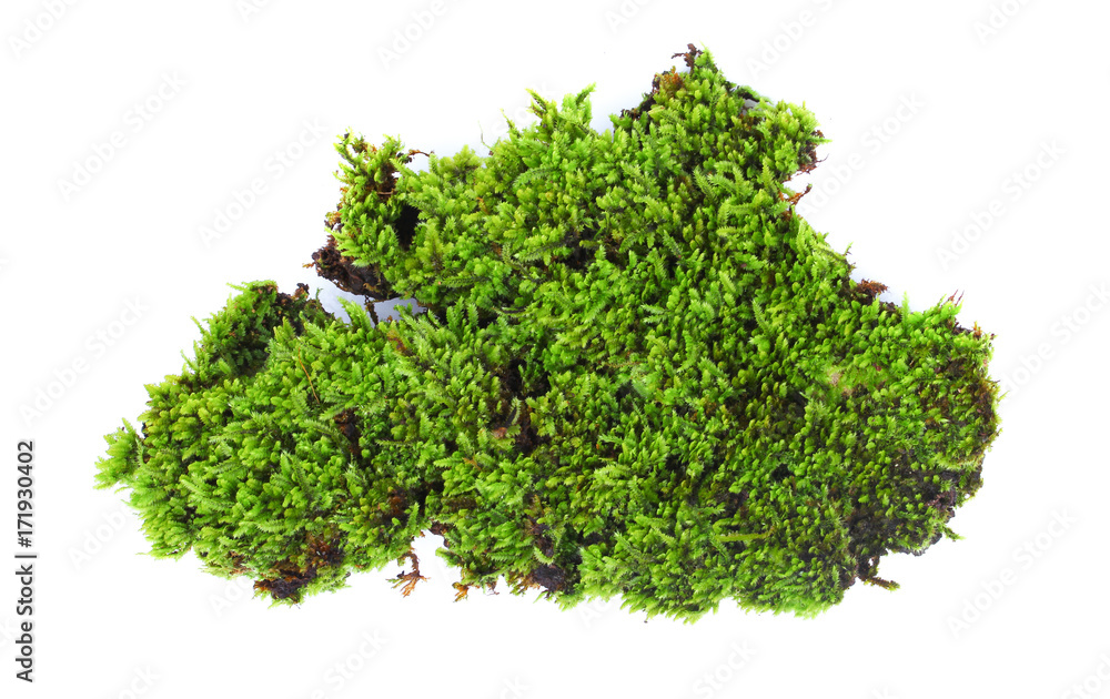 Green moss isolated on white bakground Green moss isolated on white bakground