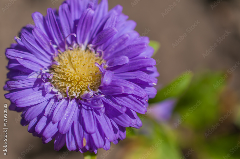Purple autumn flower close up.
