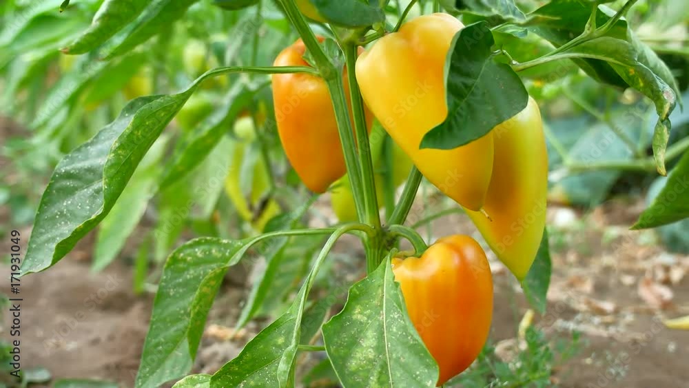 red and green peppers growing in the garden. red and green peppers growing in the garden at sunset