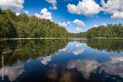 Summer forest lake © Dmitry Naumov