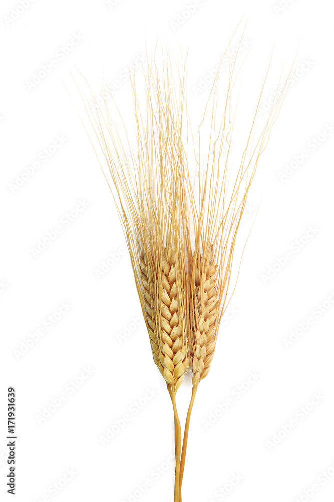Epis de blé