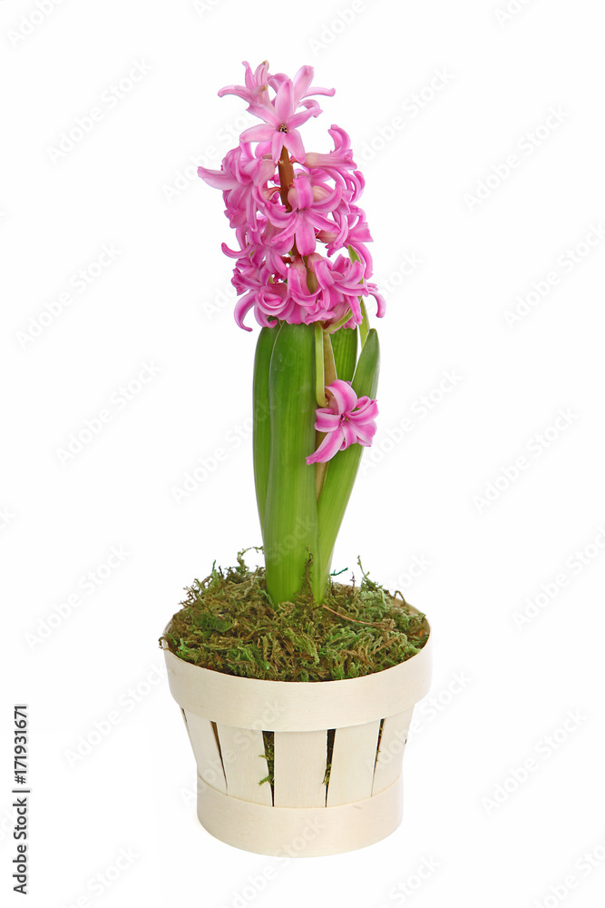 Jacinthe rose en pot