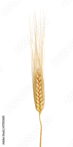 Epis de blé