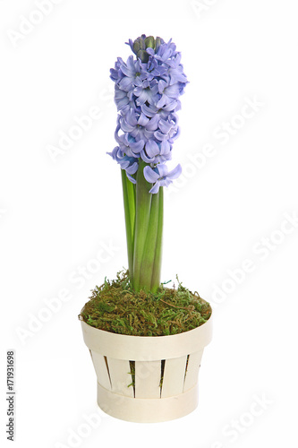 Fototapeta Naklejka Na Ścianę i Meble -  Jacinthe bleue en pot