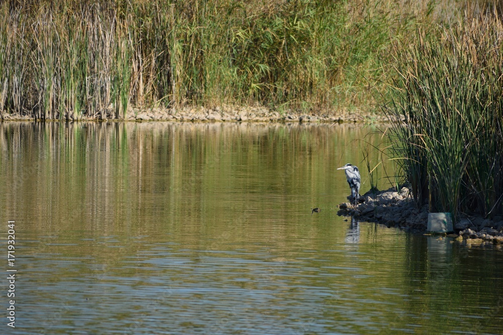 A grey heron is sitting on the banks of a lake.