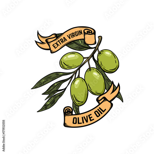 Extra virgin olive oil. Olives illustration on white background.