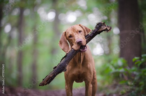 Vizsla dog with branch in his mouth