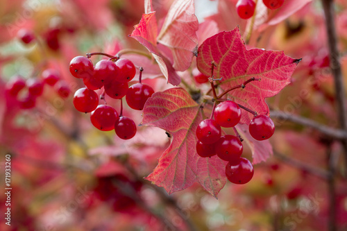 Autumnal colors of purple, red leaves and berries of bushes photo