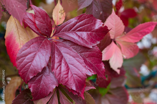 Autumnal colors of purple, red leaves and berries of grapes photo