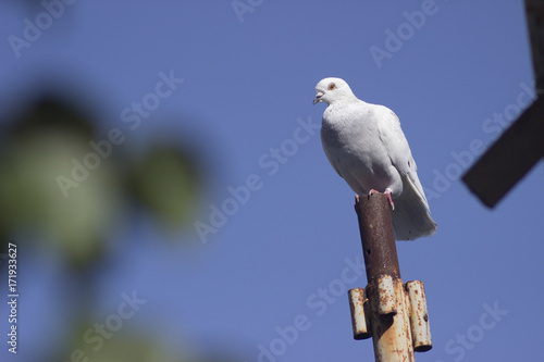 one white dove on the sky background photo