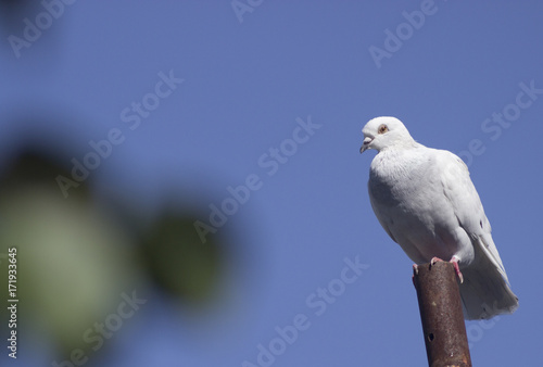 the only white dove on the sky background