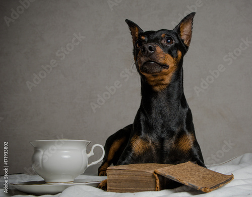 cute dog