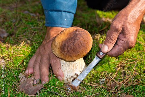 The search for mushrooms in the woods. Mushroom picker, mushrooming . An elderly man cuts a white mushroom with a knife. Men hands, knife, boletus.