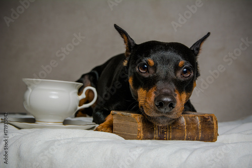 thinking dog