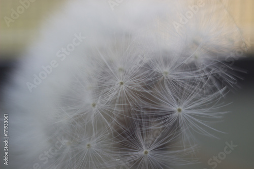 light fluff of dandelion