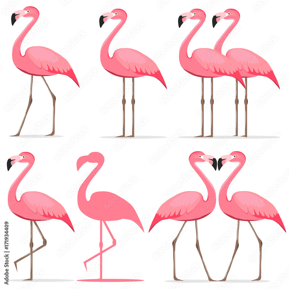 Obraz premium Flamingo, a set of pink flamingos.