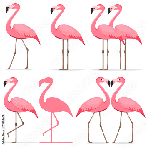 Flamingo, a set of pink flamingos.