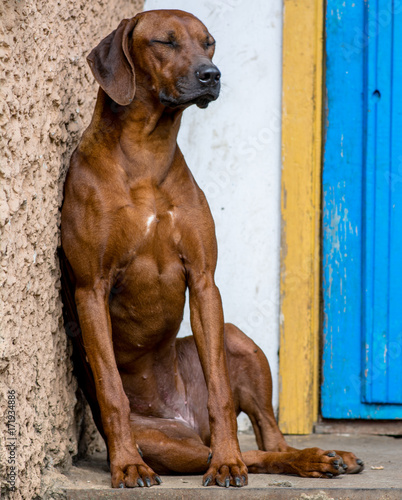 sleeping dog
