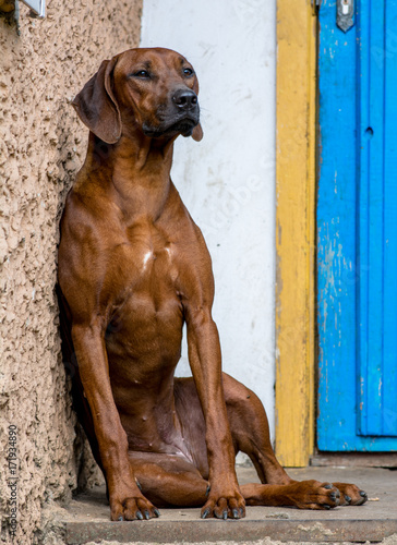 a relaxing dog