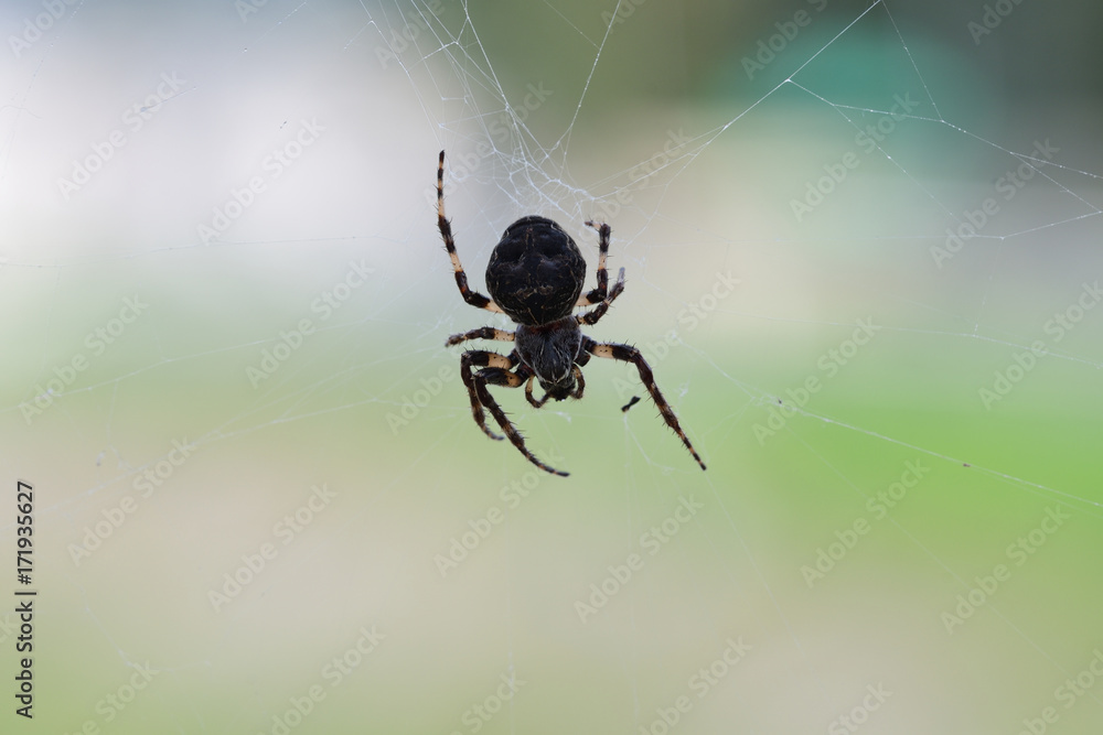 spider hunting the fly on his his web spider hunting the fly on his his web