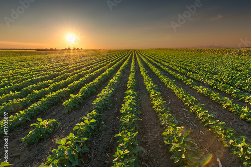 Healthy soybean crops at idyllic sunset