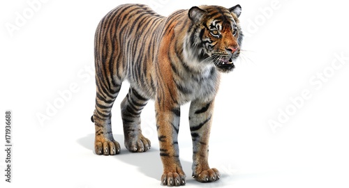 Tiger (3d)