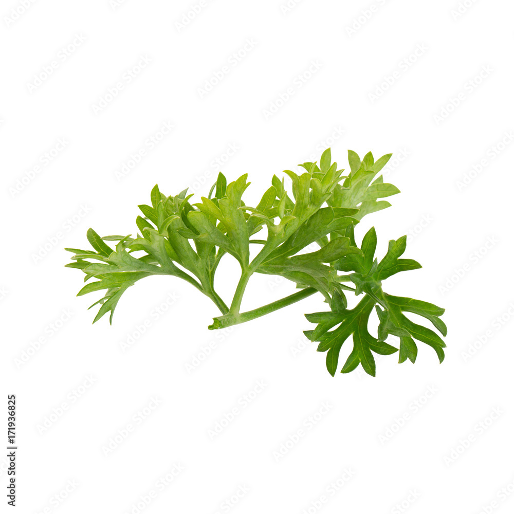 fresh parsley isolated on a white background. fresh parsley isolated on a white background.