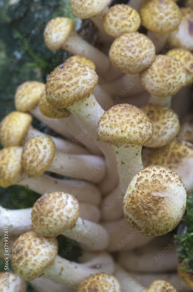 Armillaria mellea, honey fungus Armillaria mellea, honey fungus