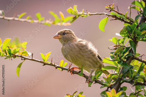 Sparrow on a branch © D Evans