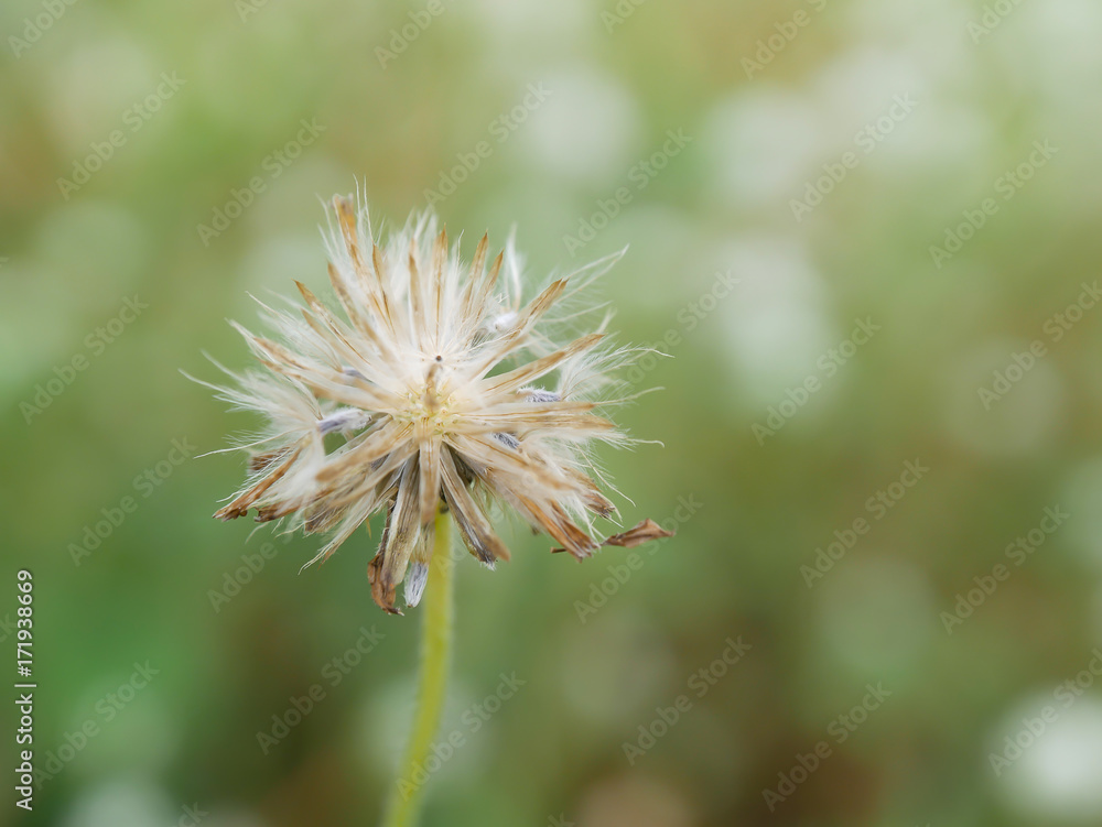 selective focus of grass flower with green blurred background selective focus of grass flower with green blurred background