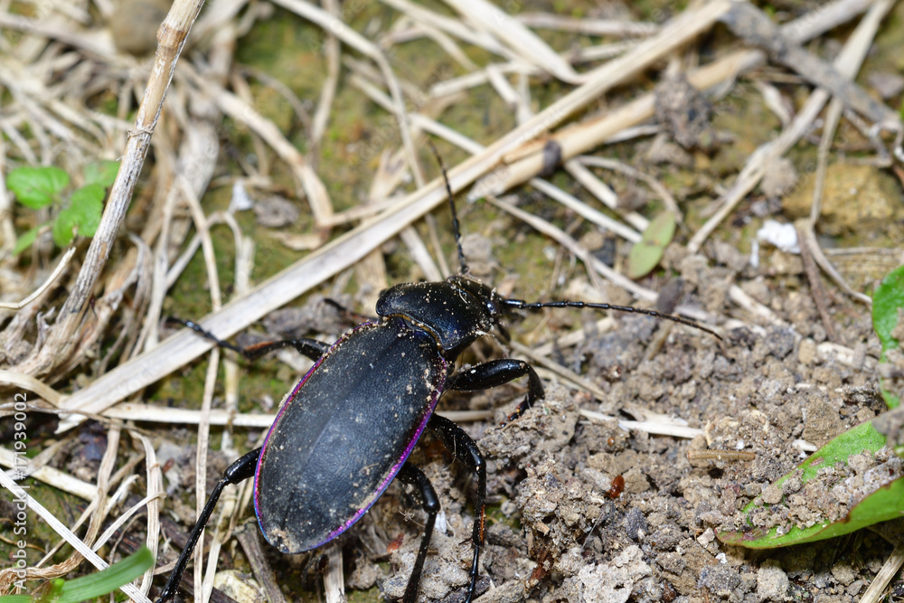 Black Carabid in the grass Black Carabid in the grass