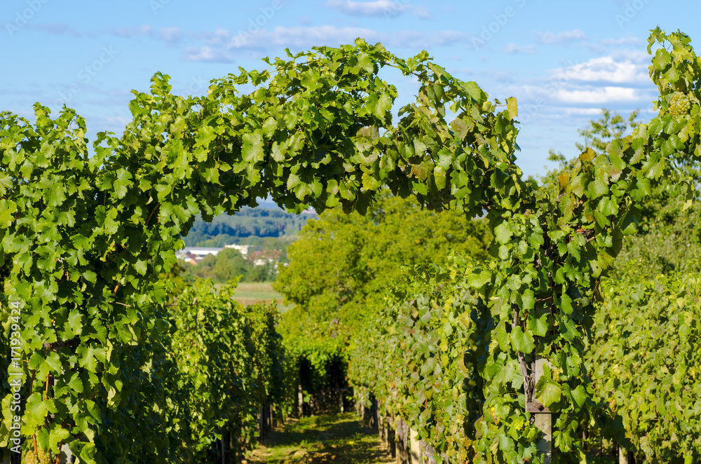 A photo of a vineyard with green leaves and a blurred background in a field in autumn A photo of a vineyard with green leaves and a blurred background in a field in autumn