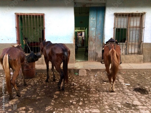 horses in Trinidad