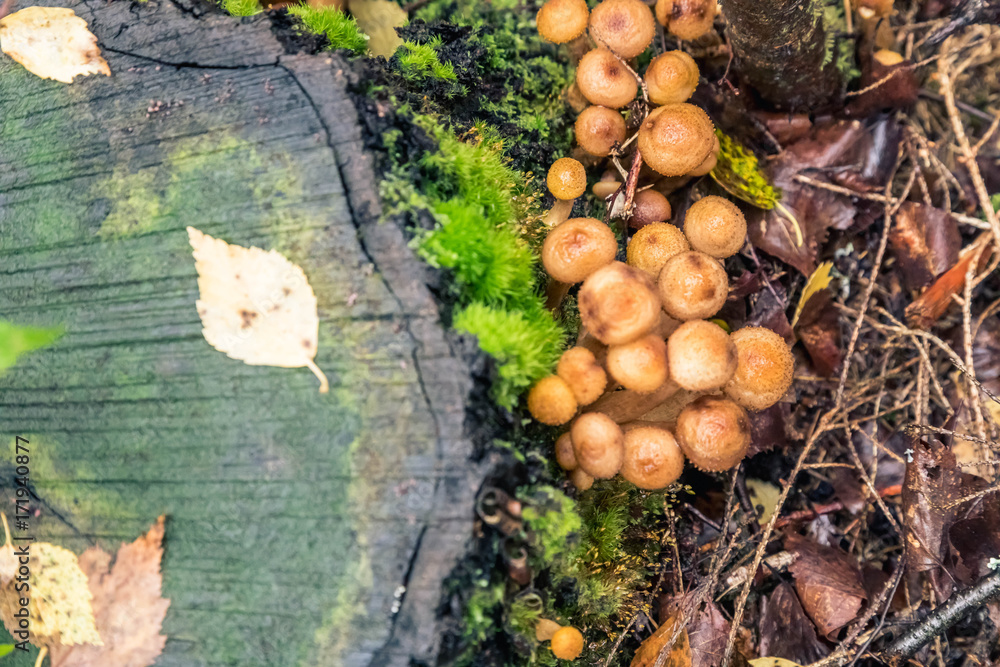  Honey agaric, Fungus mushrooms, grow on a tree in autumn forest, Photo has been taken in the natural forest background