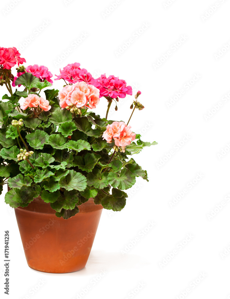 Colorful Geranium flower in ceramic flowerpot isolated on white Colorful Geranium flower in ceramic flowerpot isolated on white