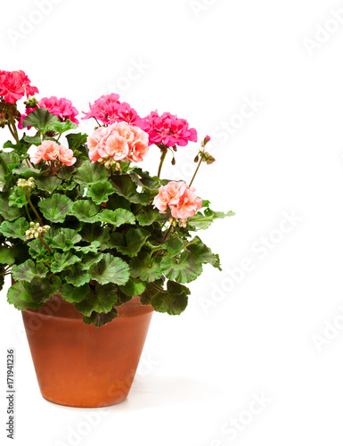 Fototapeta Naklejka Na Ścianę i Meble -  Colorful  Geranium flower in ceramic flowerpot isolated on white