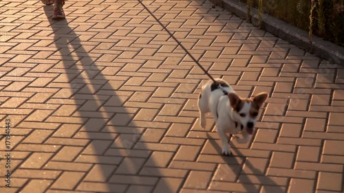 Girl walks with the dog on the waterfront