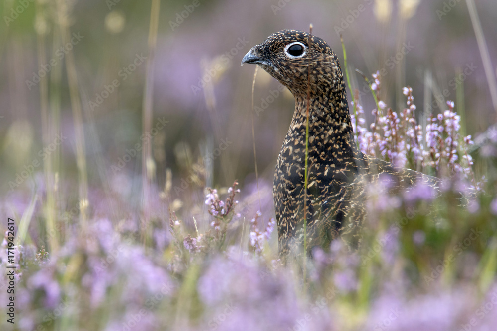 Red Grouse (Lagopus lagopus) in Purple Heather Red Grouse (Lagopus lagopus) in Purple Heather
