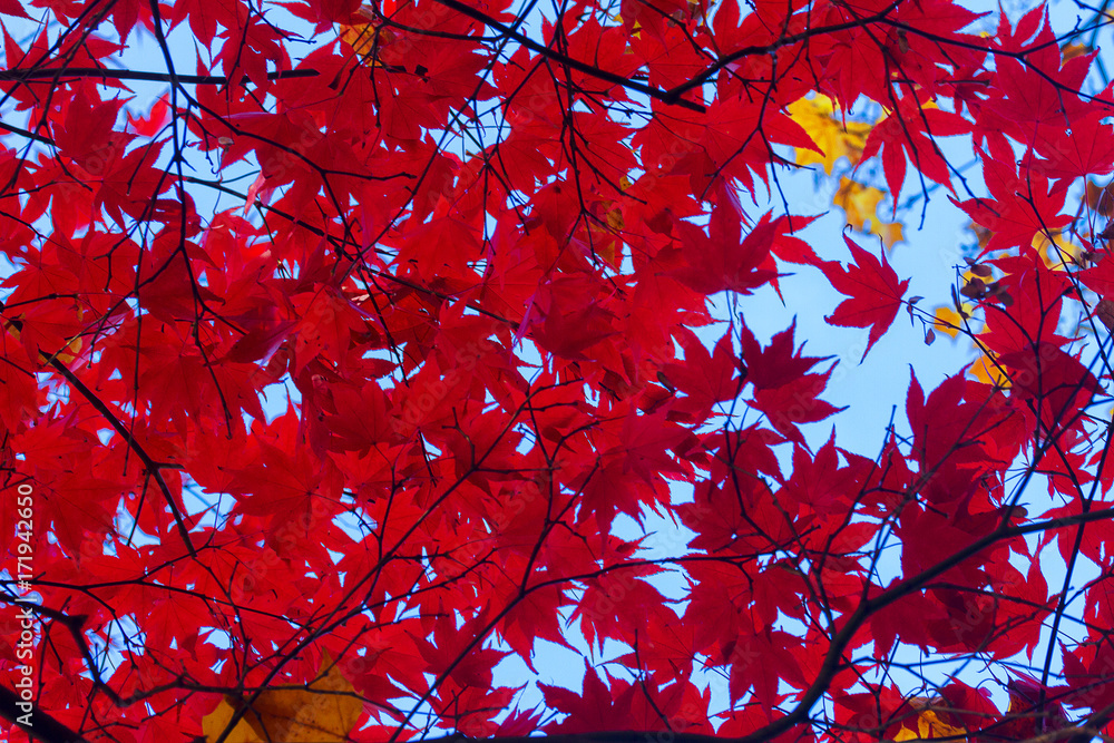 Fresh red maple leaves background on blue sky Fresh red maple leaves background on blue sky