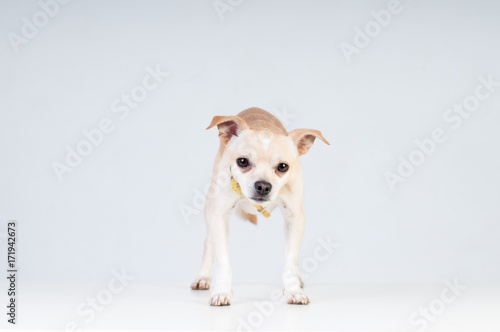 Little white dog on white background at studio © GrasePhoto