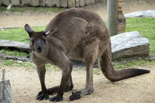 male kangaroo-Island kangaroo © susan flashman
